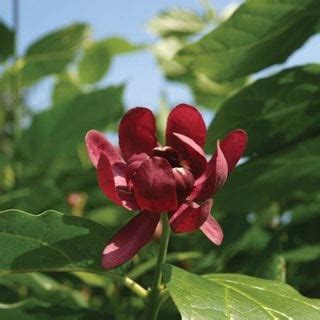 How to Grow Aphrodite Sweetshrub